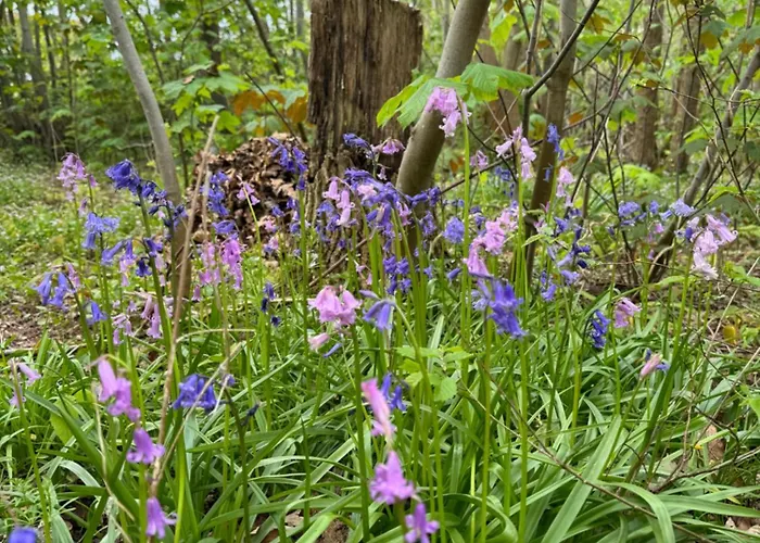 Hangout Hygge Semesterbostad